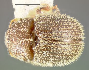 Media type: image;   Entomology 971 Aspect: habitus dorsal view